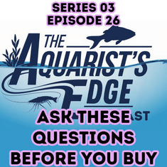 The Most Important Questions To Ask Before Choosing An Aquarium Fish