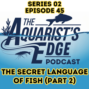 The Secret Language of Fish (Part 2): How to Build Trust and Communicate with Your Fish