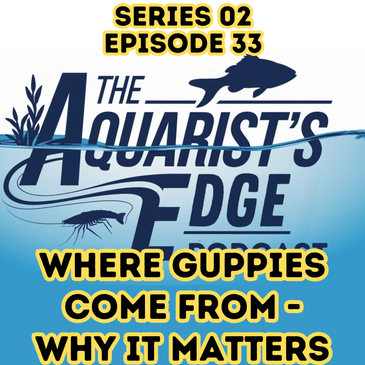 Where Guppies Come From & Why It Matters