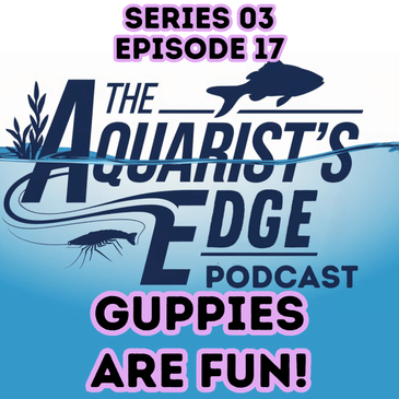 Why Guppies Are So Fun to Keep - Colour, Personality, Easy Care & Fry Surprises