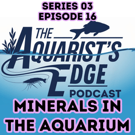 Why Minerals Matter in Your Freshwater Aquarium: GH, KH, Fish Health & Plant Growth Explained
