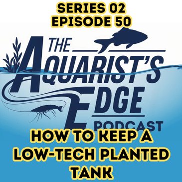 Effortless Green - How To Build A Low-Tech Planted Tank That Stays Low-Maintenance