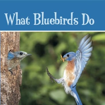 Storytime Station: What Bluebirds Do
