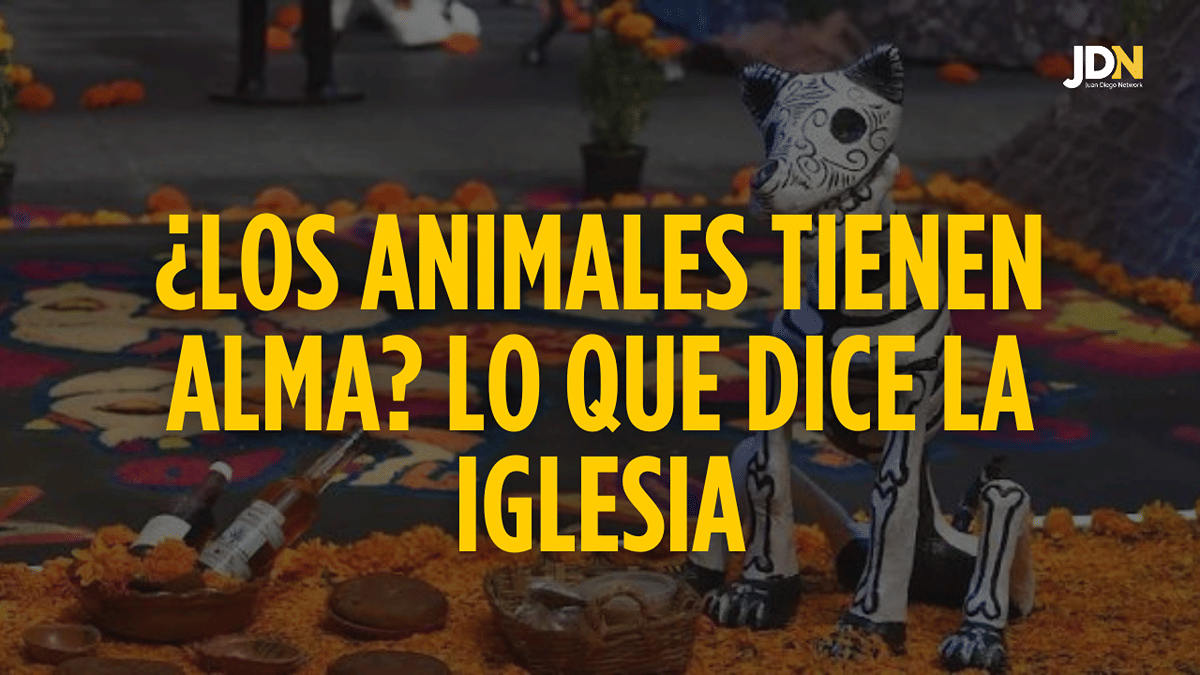 ¿Los animales tienen alma? ¿Qué pasa cuando mueren? Lo que dice la Iglesia