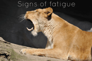 Signs of menopause fatigue