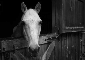 Life Lessons from Horses For a Change