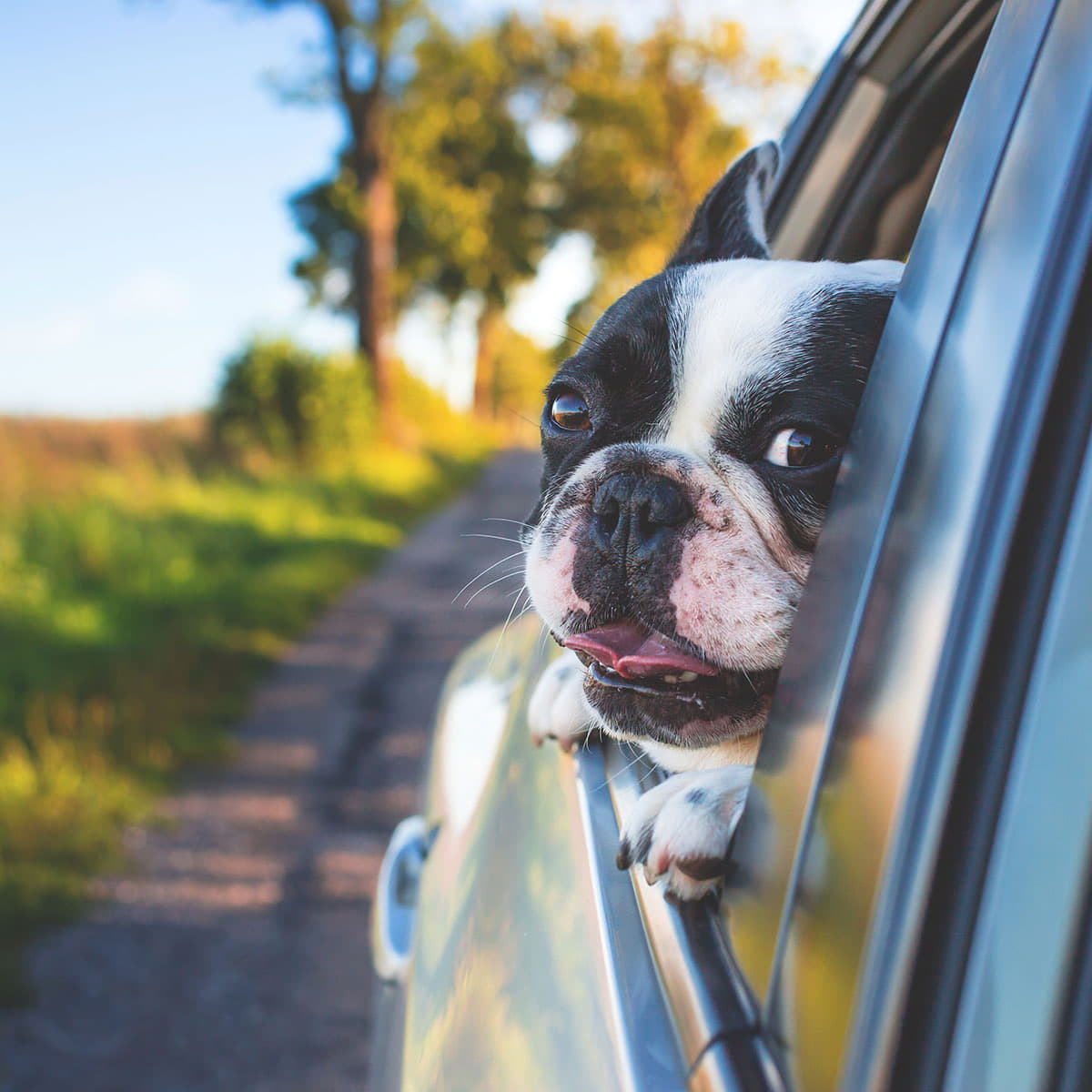 Namaste: Choosing to see the light and life lessons from a dog
