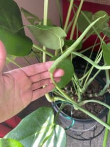 Monstera Deliciosa -New Growth