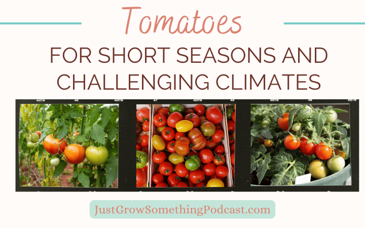 Fast-Maturing Tomatoes for Short-Season Areas and Challenging Climates