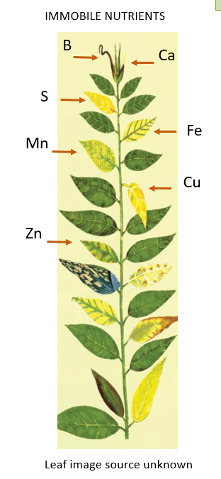 Immobile Nutrient Deficiencies