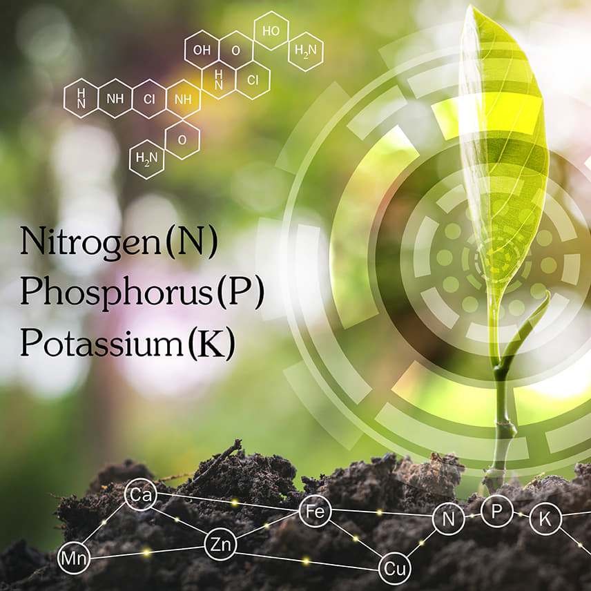 What To Do If Your Plants Show Signs of Nutrient Deficiency (Or Toxicity)