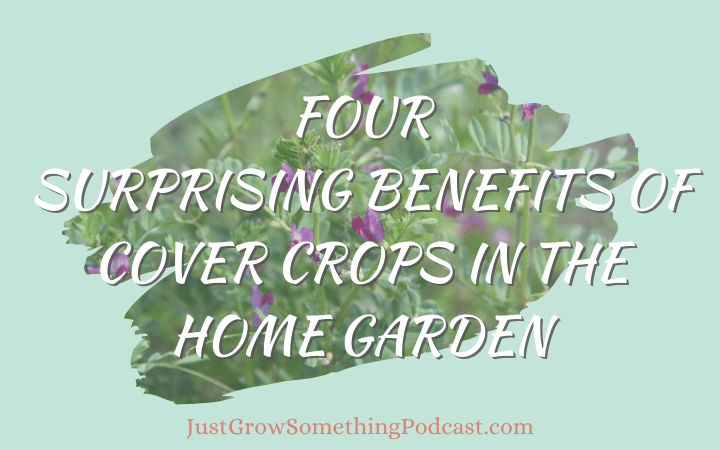 Cover Crops: Four Surprising Benefits for Home Gardeners