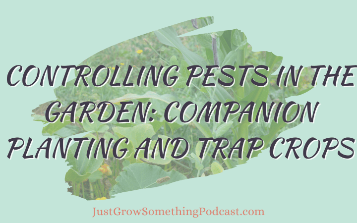 Companion Planting and Trap Crops for Insect Control