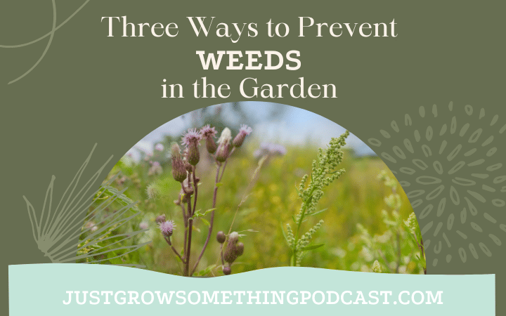 Weed Prevention in the Garden