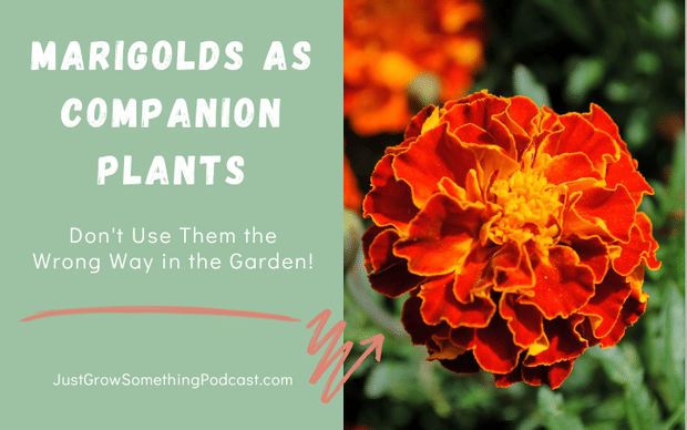 Marigolds as Companion Plants: Know How to Use Them