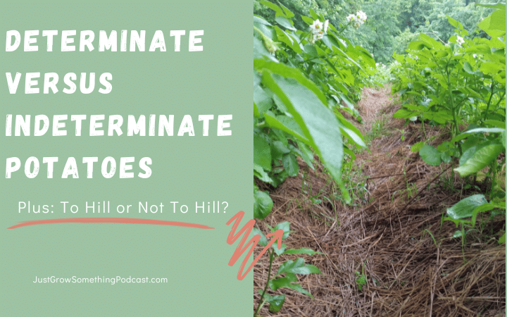 Determinate vs Indeterminate Potatoes (and do we really need to hill them?)