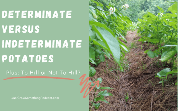 Determinate vs Indeterminate Potatoes (and do we really need to hill them?)