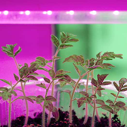 seedlings with led lights