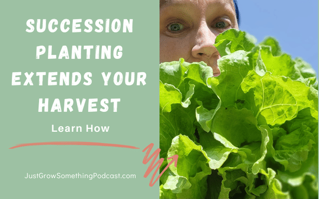 Extend the Harvest with Succession Planting