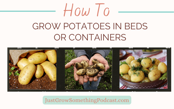 How to Grow Potatoes