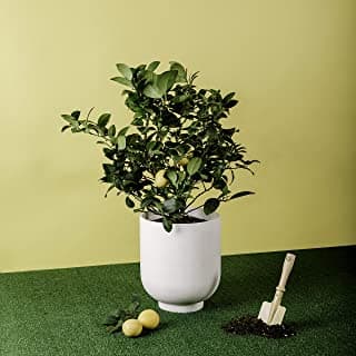 Miniature Meyer Lemon Tree