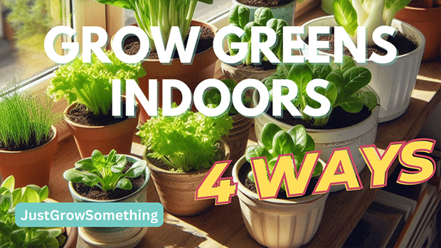 Grow Greens Indoors: 4 Simple Methods