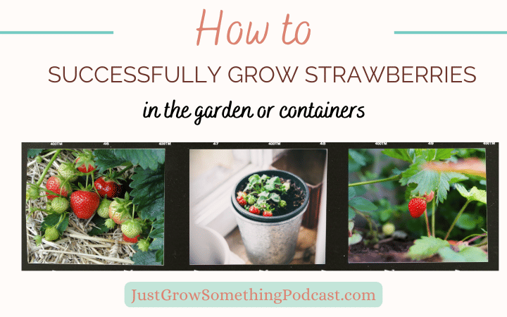 How to Grow Strawberries