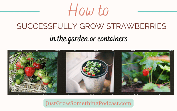 How to Grow Strawberries