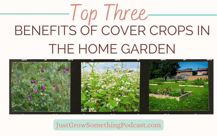 Cover Crops: Top Three Benefits for Home Gardeners