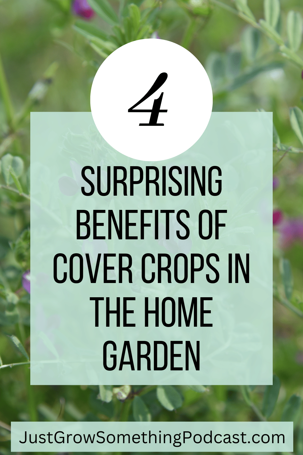 Image of vetch with text Four Surprising Benefits of Cover Crops in the Home Garden