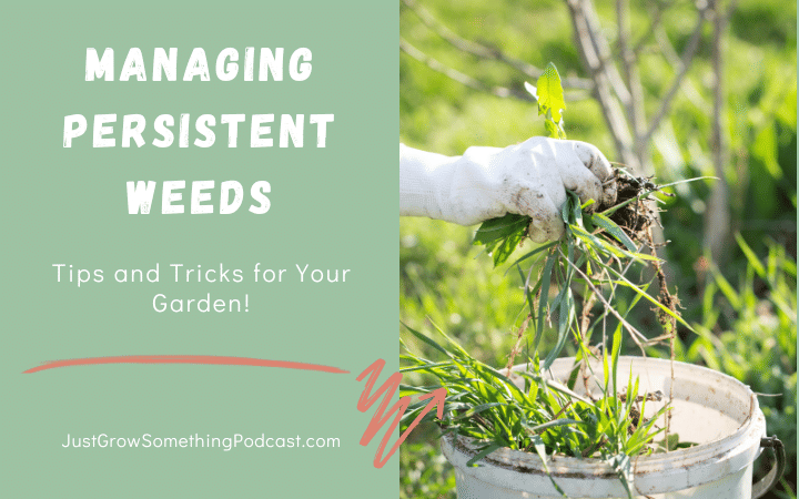 Identifying and Controlling Persistent Weeds in the Garden