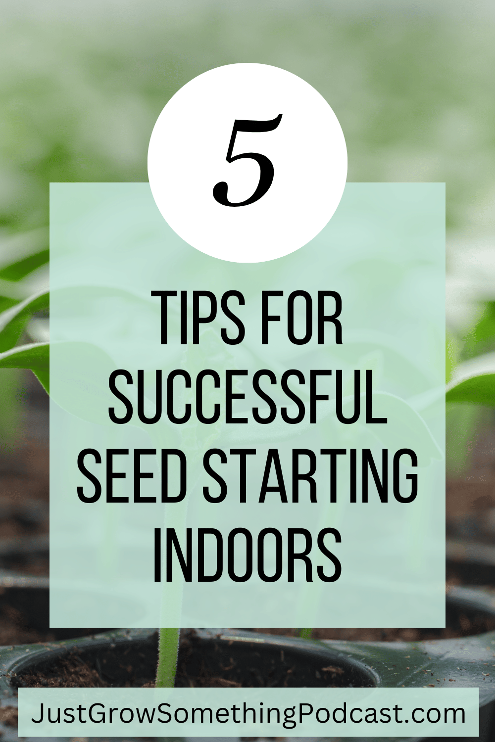 5 tips for successful seed starting indoors, image of seed starting tray with seedlings