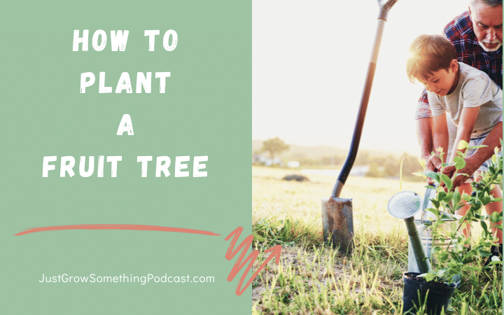 How to Plant a Fruit Tree
