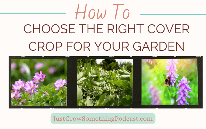 Choosing the Right Cover Crop for the Home Garden