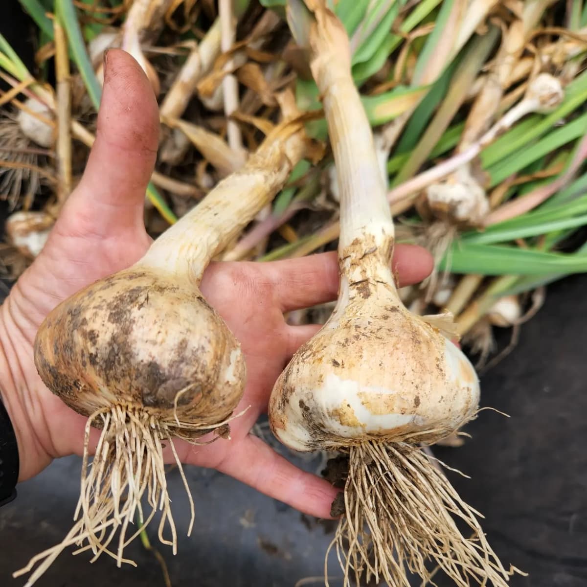 How to Know When Your Garlic is Ready to Harvest