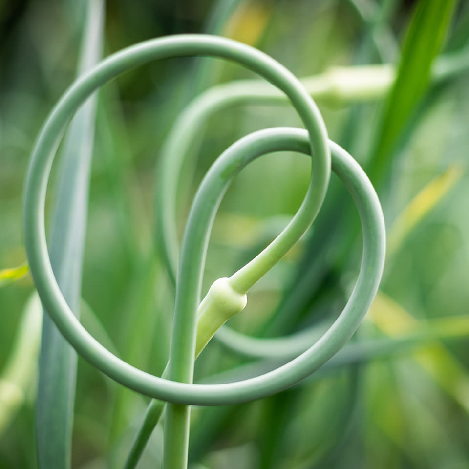 Garlic Scape