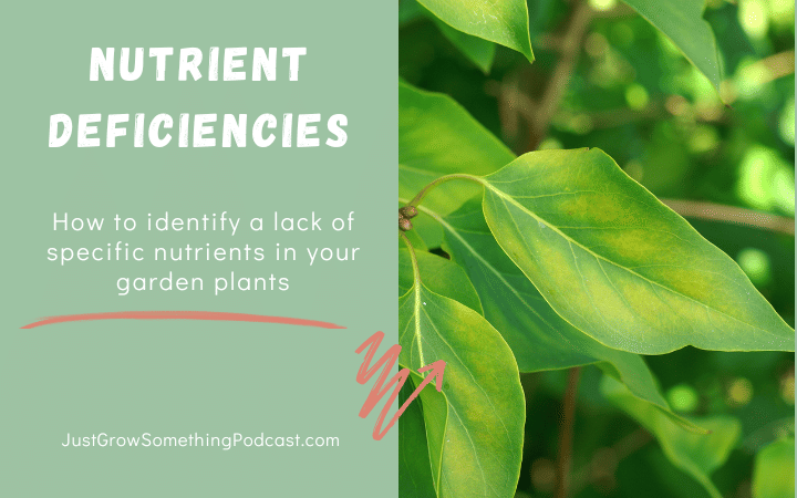 Identifying Nutrient Deficiencies in Your Garden Plants