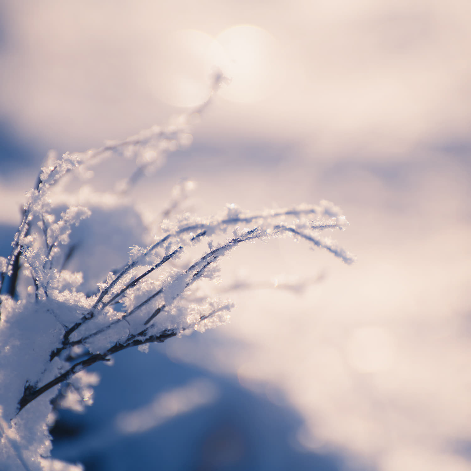 Garden in winter. Photo: adobe stock photo
