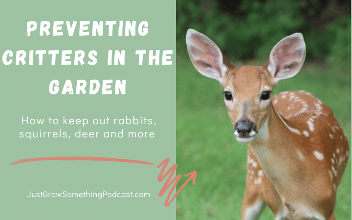 Preventing Critters in the Garden: Rabbits, Squirrels, Deer and more