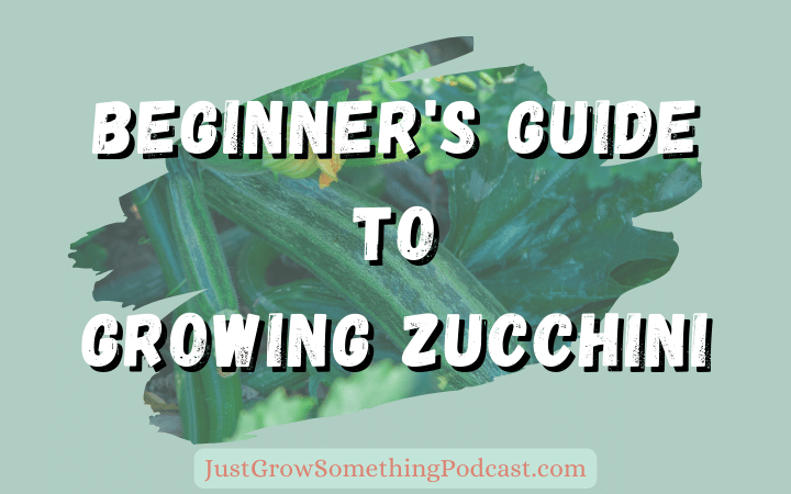 Beginner's Guide to Growing Zucchini