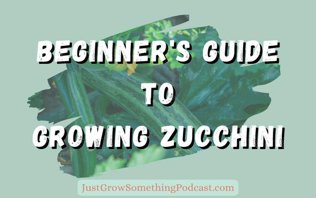 Beginner's Guide to Growing Zucchini