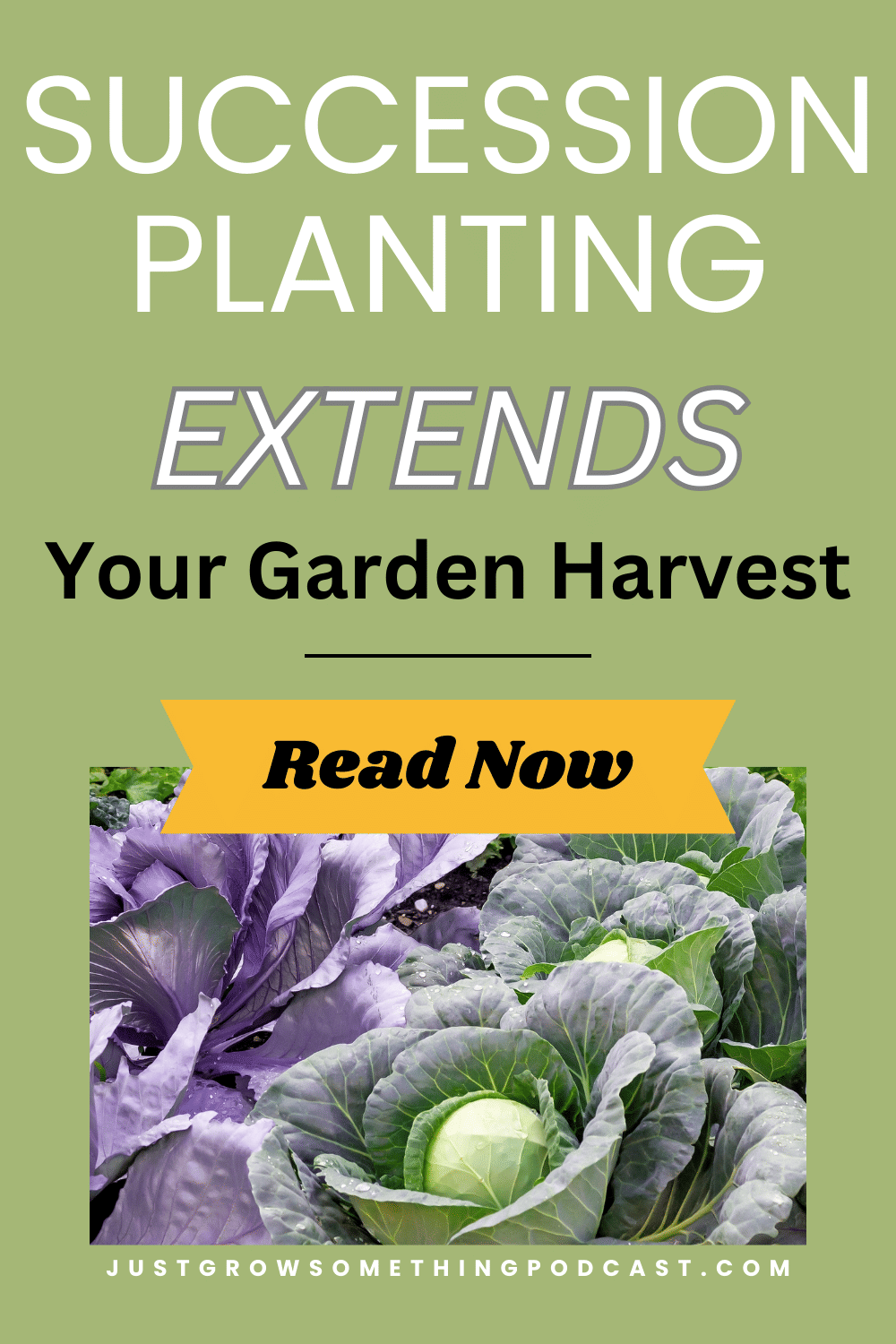 Picture of cabbage in a garden with the words Succession planting extends your garden harvest