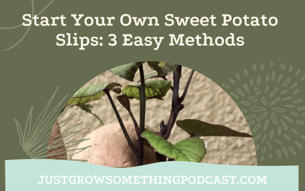 Three Ways to Start Your Own Sweet Potato Slips