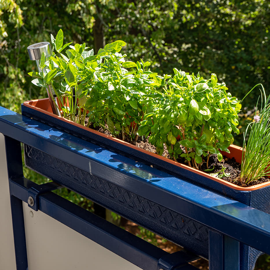 Eight Herbal Tea Ingredients to Grow