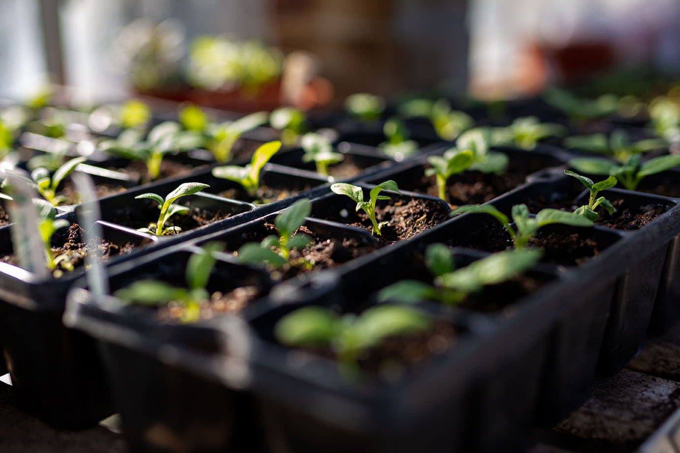 garden seedlings in a tray