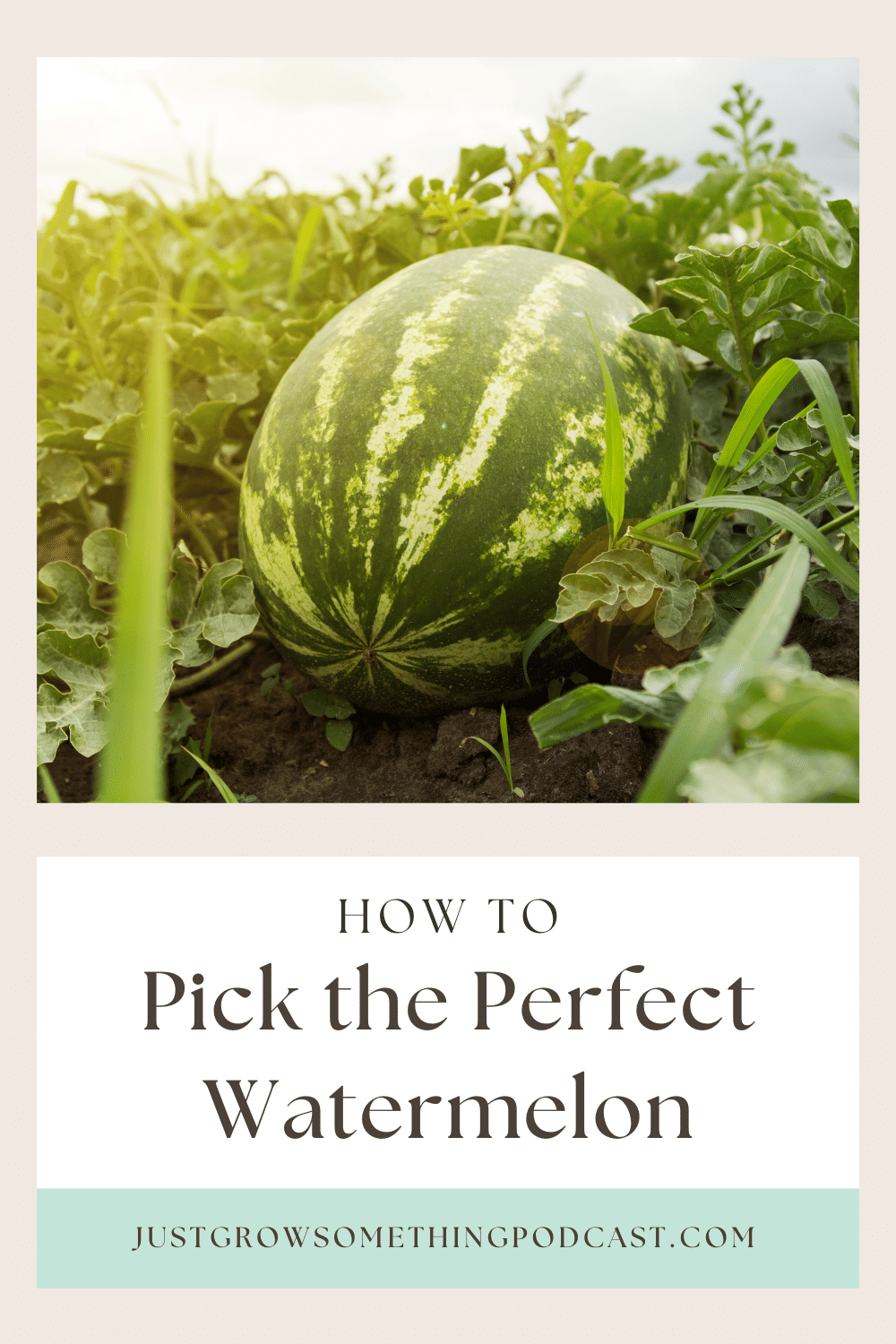 Watermelon in the field: How to Pick the Perfect Watermelon