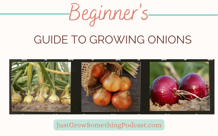 Beginner's Guide to Growing Onions