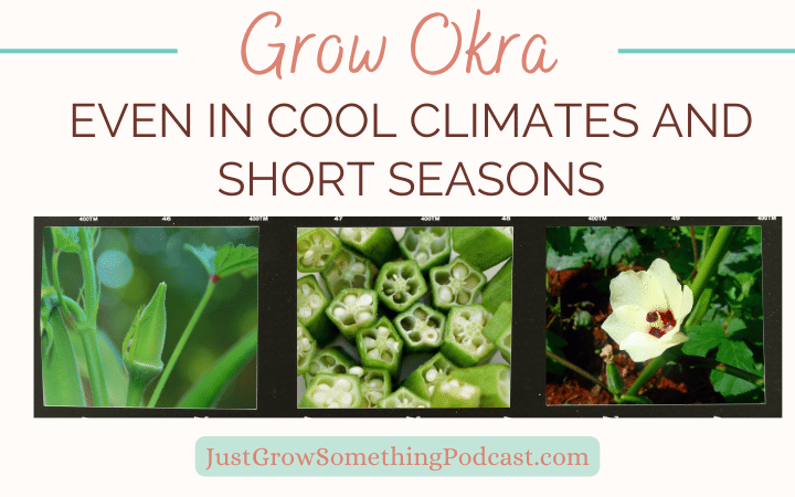 How to Grow Okra