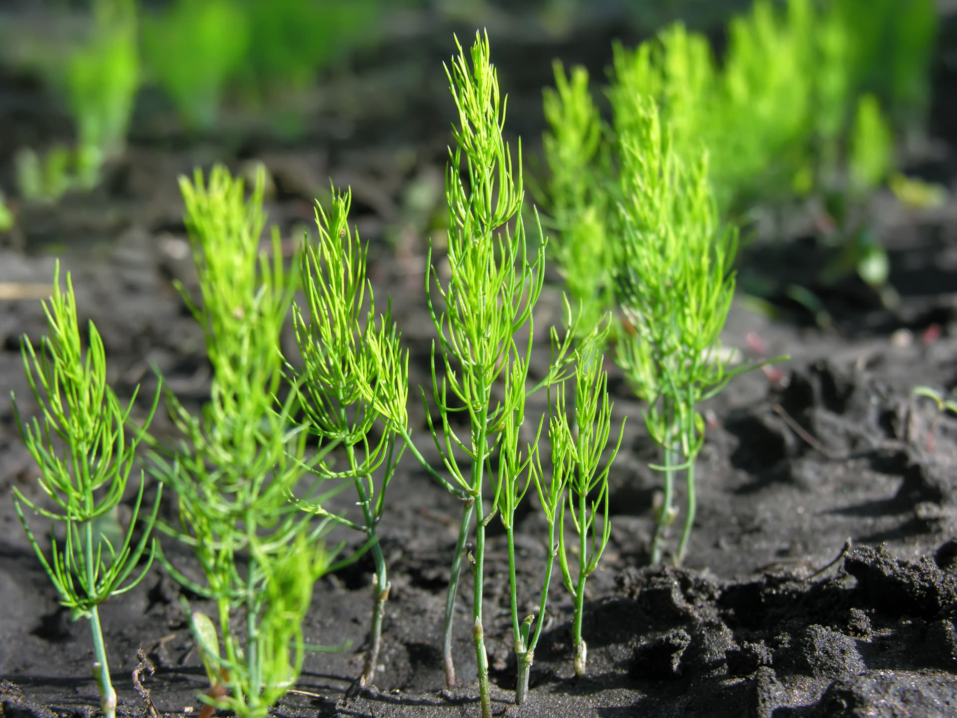 asparagus plants