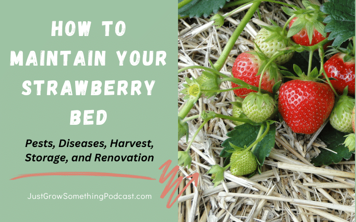 How to Maintain a Strawberry Bed